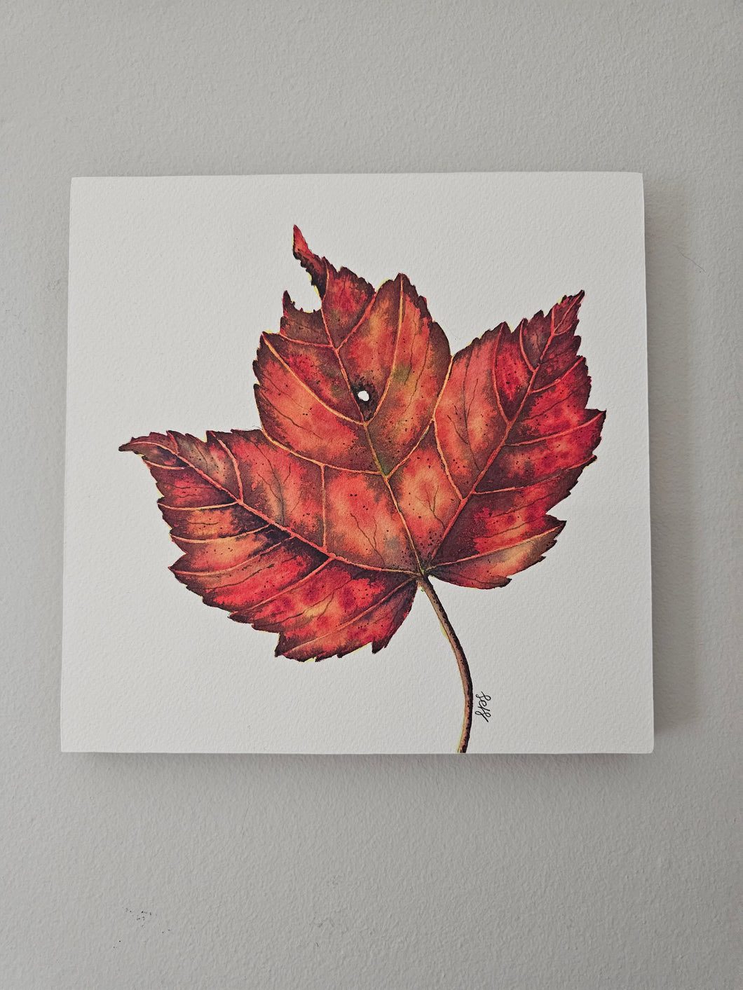 Autumn Leaf