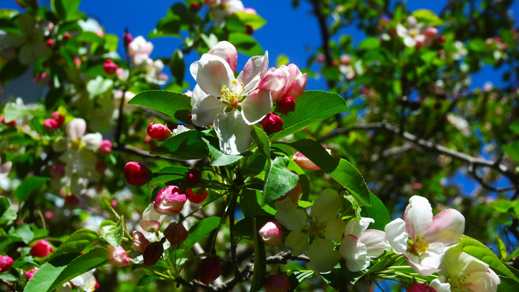 Fleur de Pommier / Apple Blossom