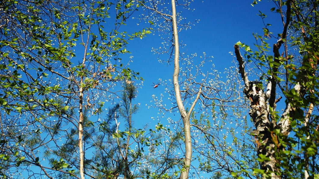 Hidden in Plane sight