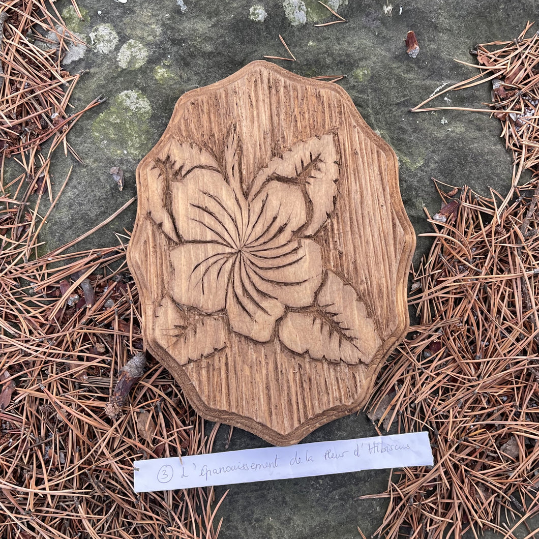 L’épanouissement de la fleur d’Hibiscus