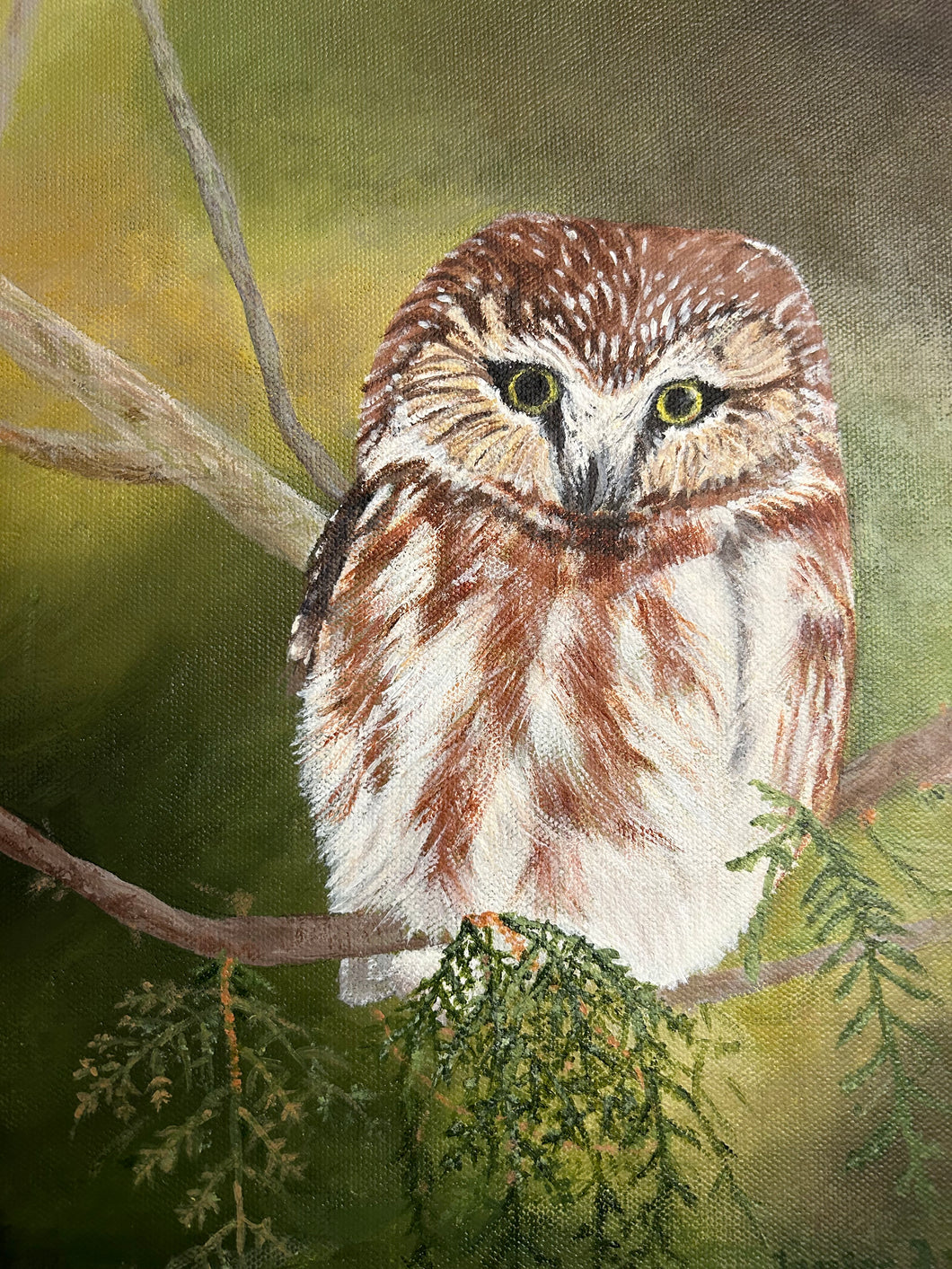 Northern Saw-whet Owl: An Unexpected Visit