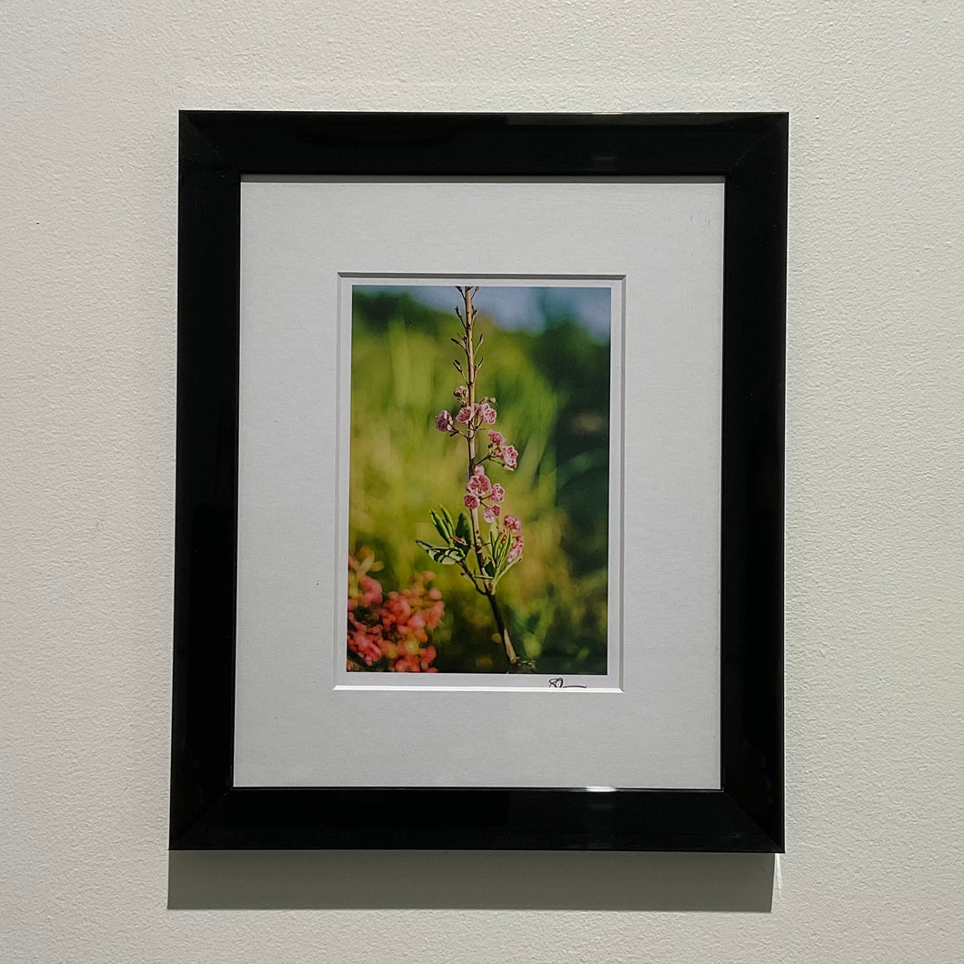 Canadian Shield Summer