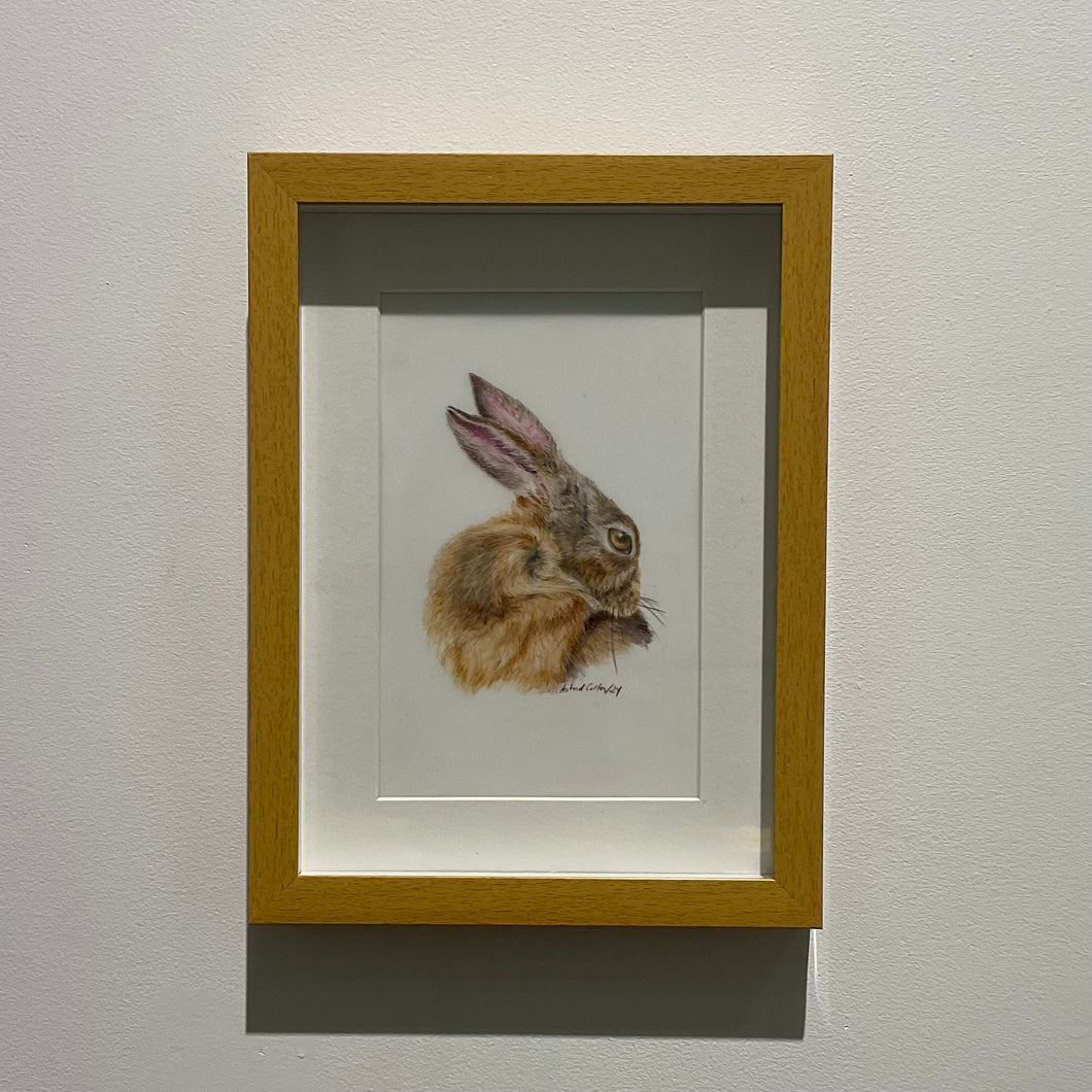 Hare Study #1