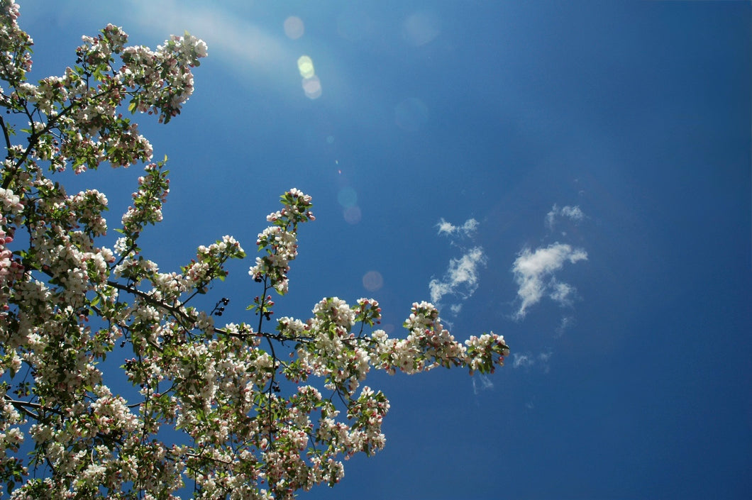 Bleu Ciel / Sky Blue